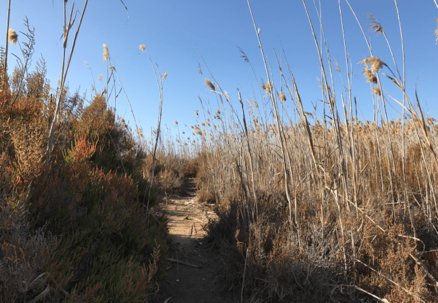 Salinaspark 1b pr.jpg.png