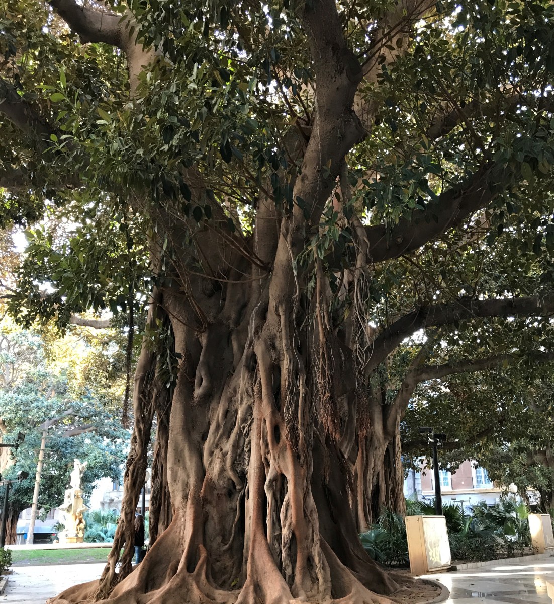 Alicante Baobab 2.jpg