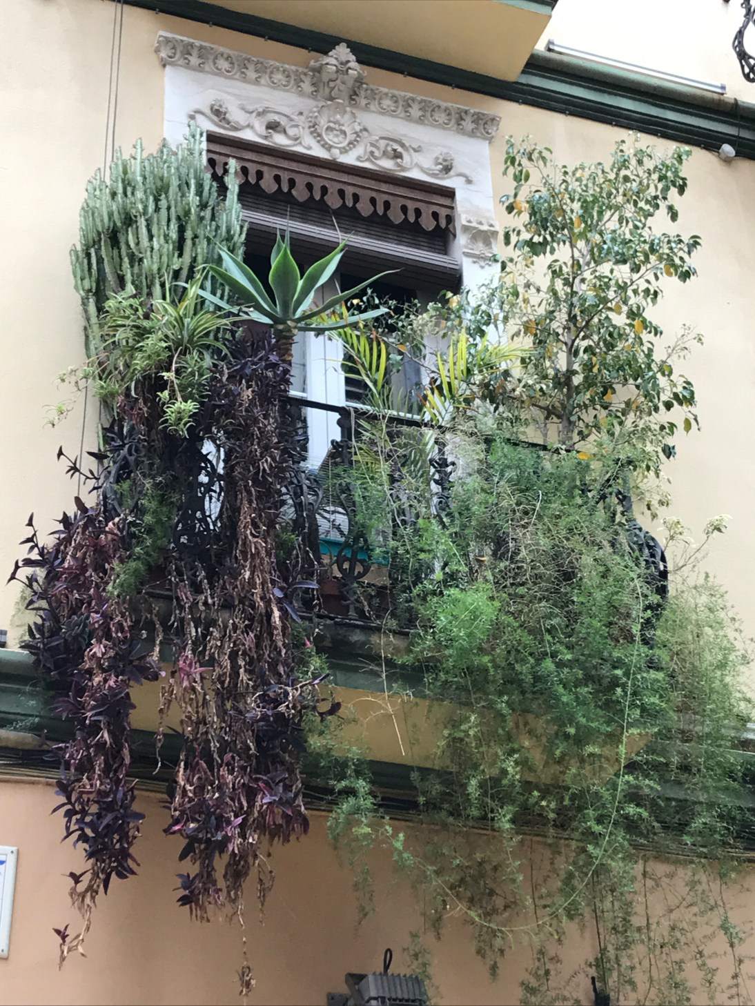 Alicante Fenster.JPG