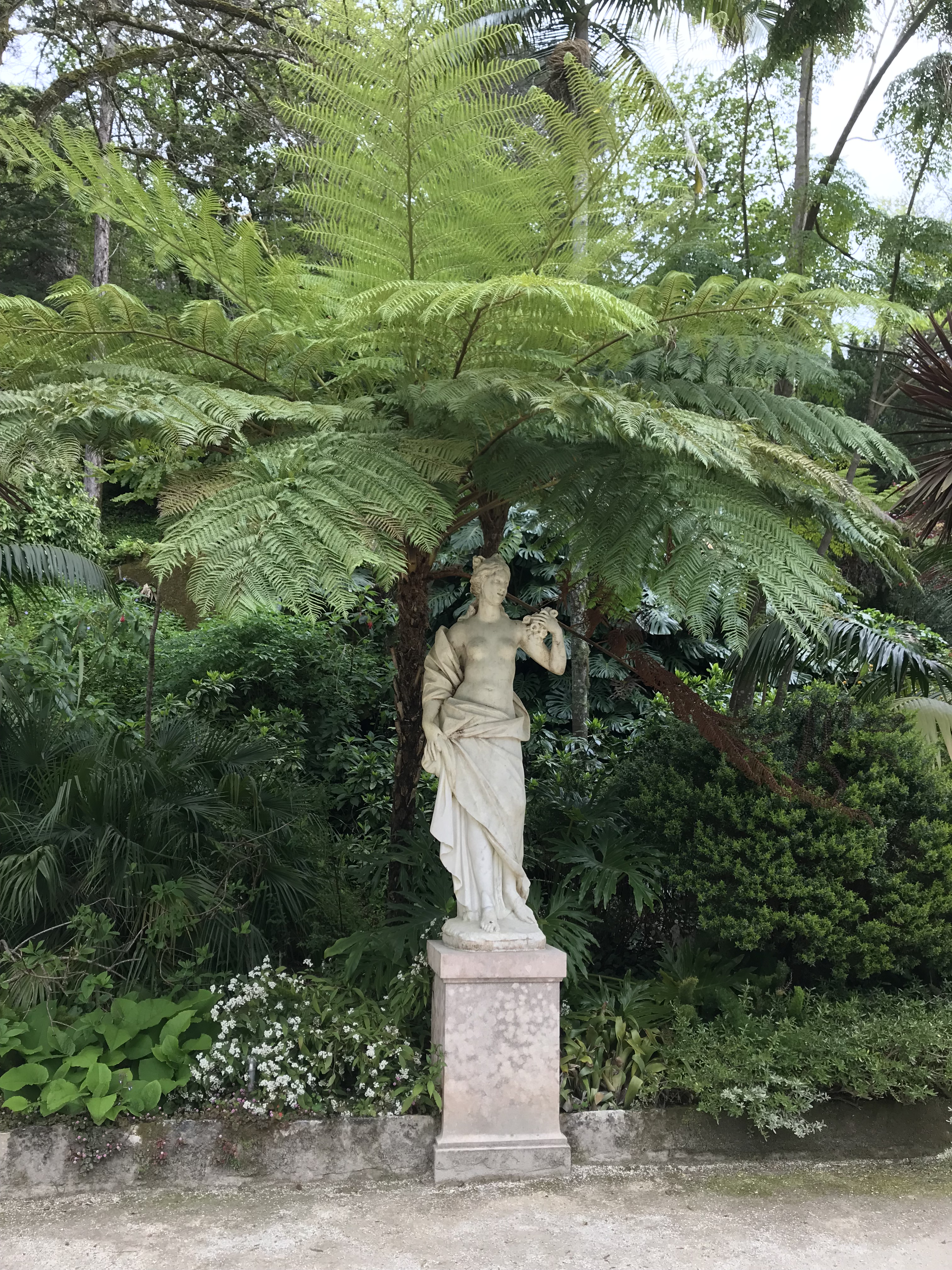 Baumfarn Monserrate x.JPG