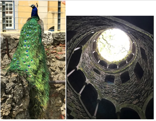 Pfau und Brunnen.jpg