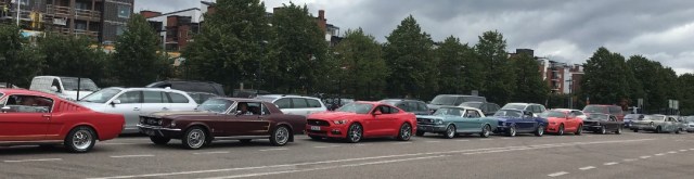 102_13_AmericanBeauties