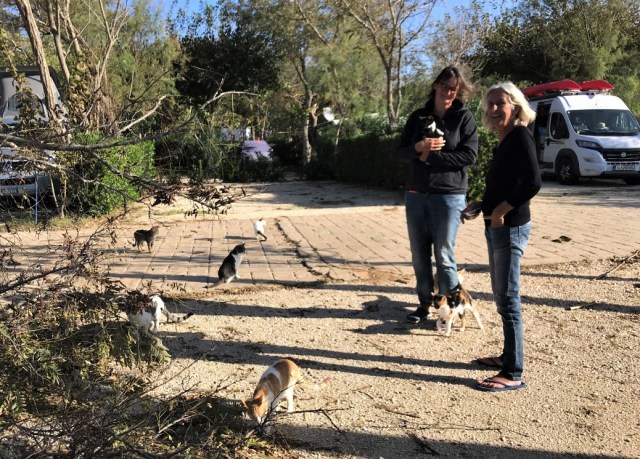 111_7_neighbours&cats