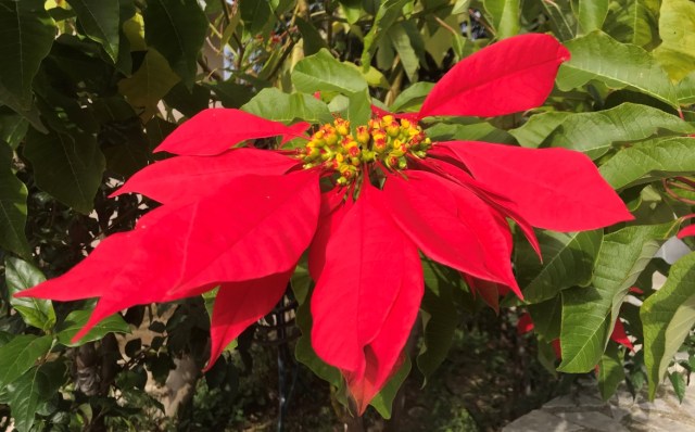113_0_Poinsettia.jpg