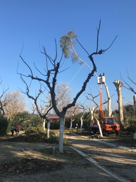 114_21_Eucalyptusschnitt