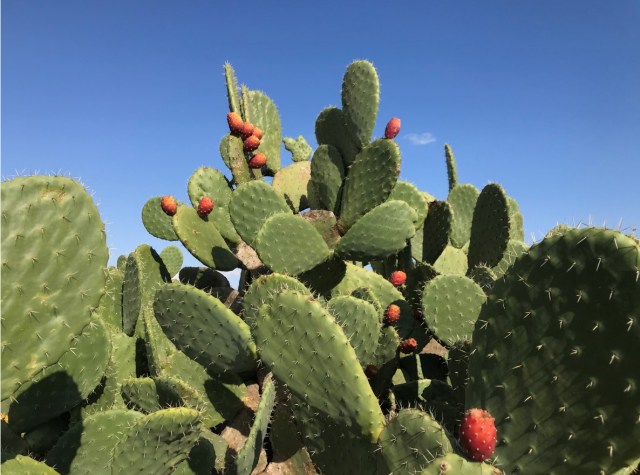 122_04_Kaktus