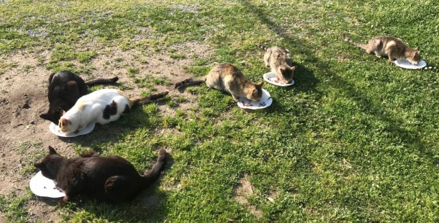 122_08_Katzenfütterung