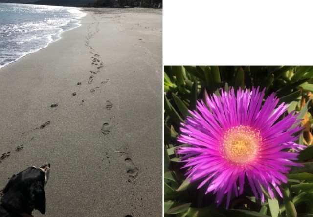 122_12_Spazieren_mit_Rocky