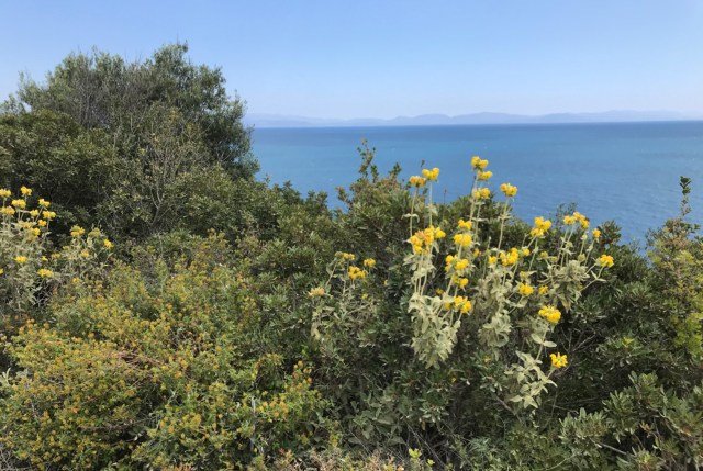 123_09_BlumenmeerMeerblumen