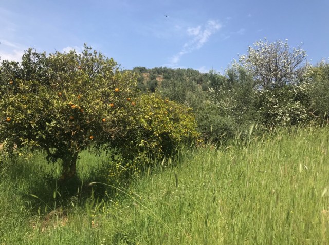 123_10_Orangenbäume