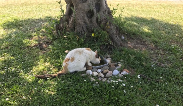 123_14_Katzentränke