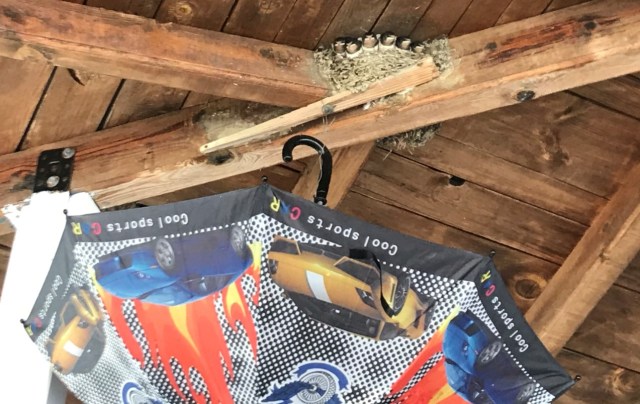 125_04_Schwalben_Giakos